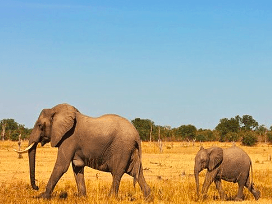 Maasai Mara Safari